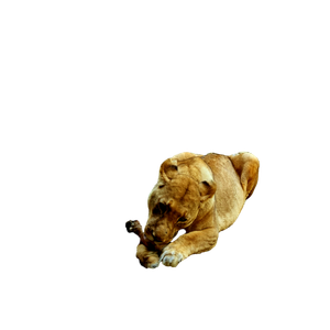 Two Lionesses In A Zoo, One Eating A Bone, Surrounded By Rocks. 19254 - Cat PNG image with transparent background